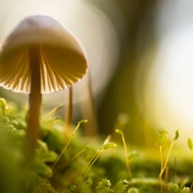 Mushroom, image for "Trip" by Vivian Wagner