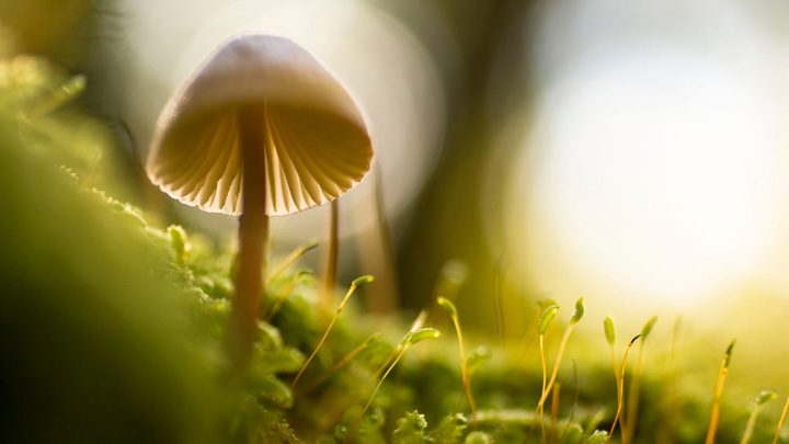 Mushroom, image for "Trip" by Vivian Wagner