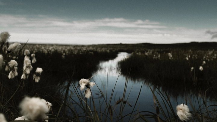 Marshy area, image for Breath in the Marsh by Joseph Dante
