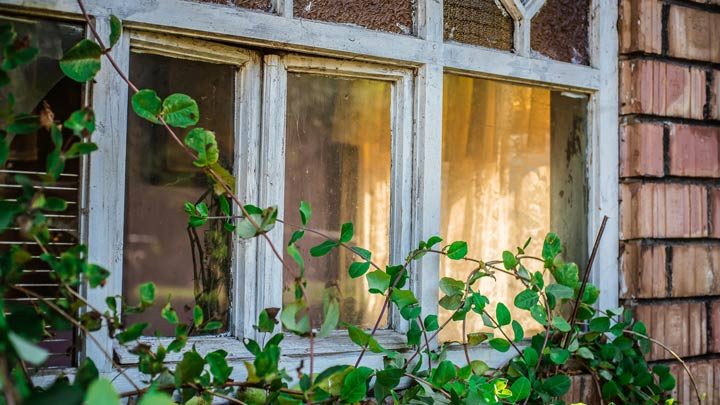 A vine growing on window, image for Hard Like That by Monica Flegg