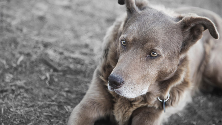 A dog, image for On Pets and Sharp Objects by Thuy Dinh