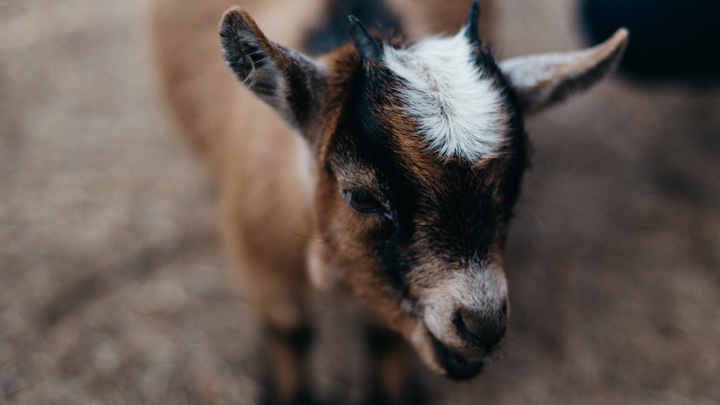 a goat, image for The Goat House by Eileen Van Hook