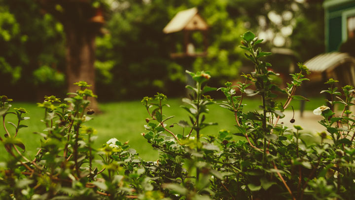 a green yard - image for The Place That One Becomes by Lee Kaloidis