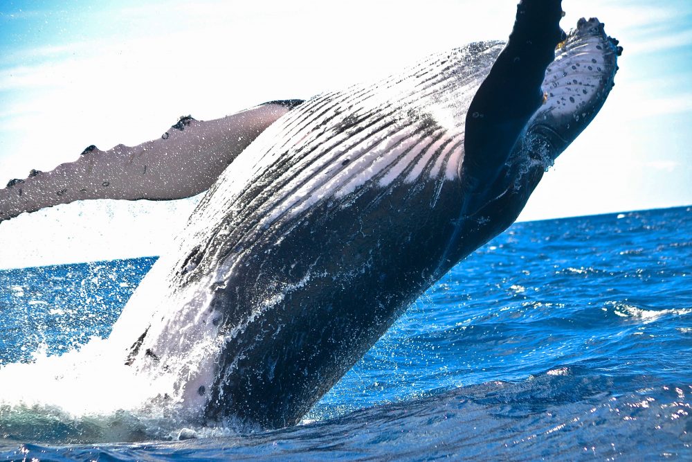 image for "Big Rigs, Whales & Gravity" by Fred Vogel