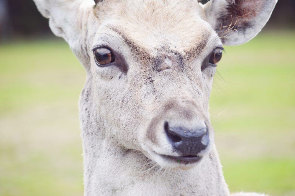 deer image for "Deer Crossing" by Kristinha M. Anding