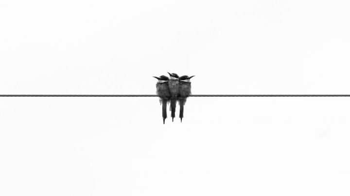 birds on a wire, image for "Ella Fitzgerald Sang “Summertime” While California Birds Issued Hazardous Substance Warnings"