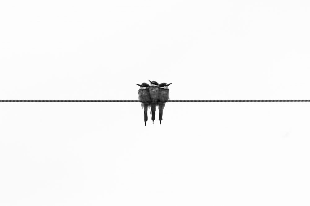 birds on a wire, image for "Ella Fitzgerald Sang “Summertime” While California Birds Issued Hazardous Substance Warnings"