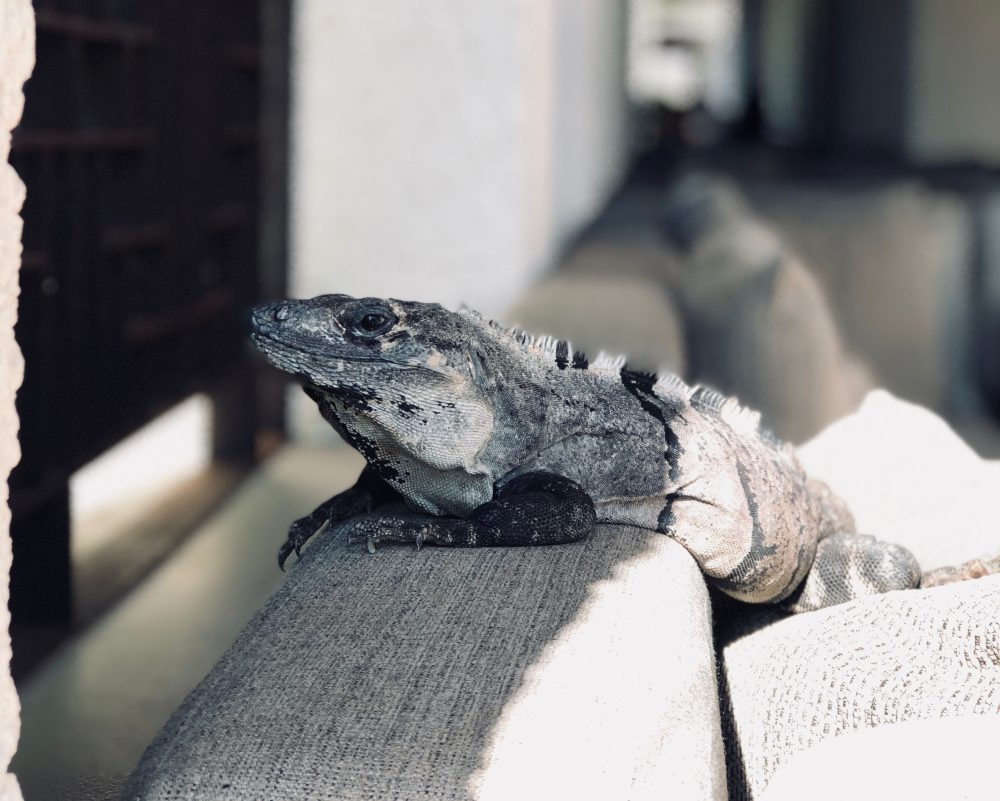 Iguana, image for "Pet Sitting a Spitting Iguana" by Monica Flegg