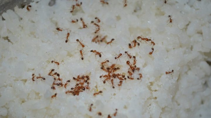 Ants by Brad Rose