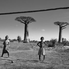 an essay on baobab trees by Lee Patterson