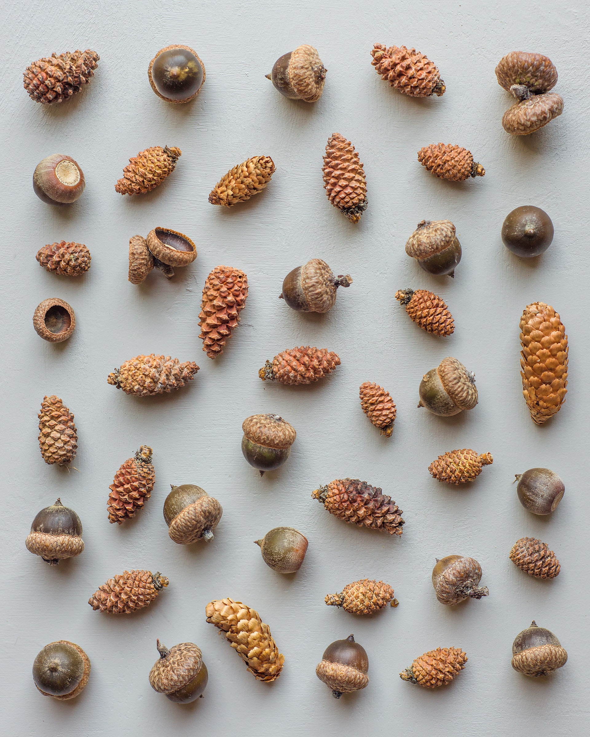 A photo by Cary Bates of a variety of acorns